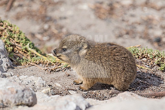 Baby Rock hyrax (Procavia capensis) in South Africa. Also called dassie, doop or Cape hyrax. stock-image by Agami/Pete Morris,