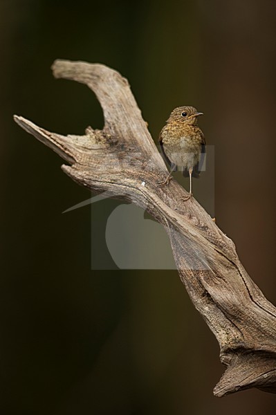 Roodborst jong zittend; European Robin juvenile perched stock-image by Agami/Han Bouwmeester,