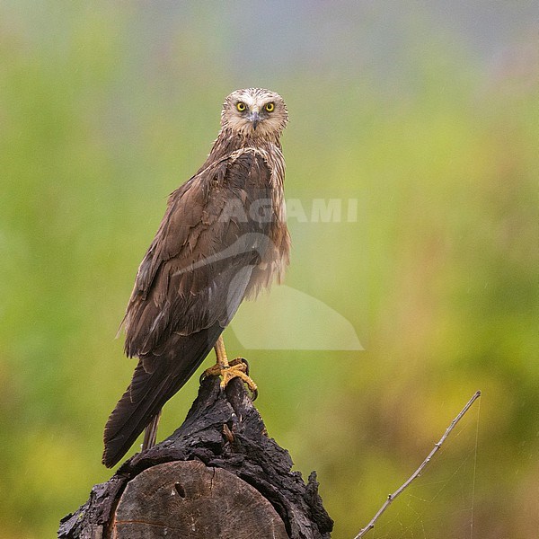 Marsh Harrier (Circus aeruginosus), side view of an immature male standing on a perch, Campania, Italy stock-image by Agami/Saverio Gatto,