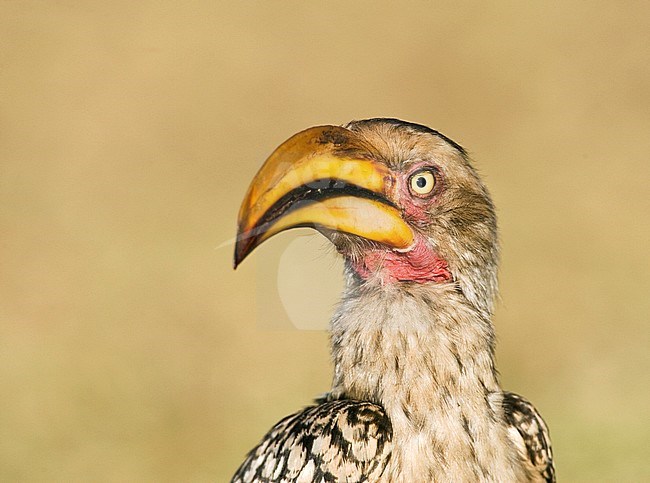 Southern Yellow-Billed Hornbill (Tockus leucomelas) standing on the ground in a safari camp in Kruger National Park in South Africa. stock-image by Agami/Marc Guyt,