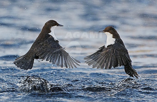 Black-bellied White-throated Dipper (Cinclus cinclus cinclus) in river at Kuusamo Finland. Fight between two dippers over feeding territory. stock-image by Agami/Markus Varesvuo,