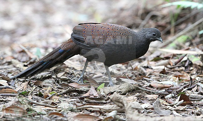 Mountain peacock-pheasant (Polyplectron inopinatum), a medium-sized endemic pheasant from montane forests of the central Malay Peninsula, Malaysia. stock-image by Agami/James Eaton,
