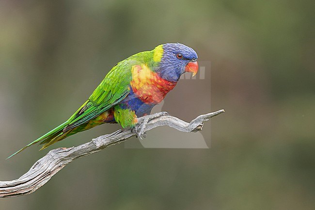 Rainbow Lorikeet (Trichoglossus moluccanus) perched on a branch in eastern Australia. stock-image by Agami/Glenn Bartley,
