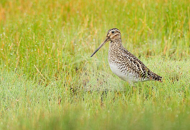 Puna Snipe (Gallinago andina andina) (subspecies) standing in grassland in Cusco, Peru, South-America. stock-image by Agami/Steve Sánchez,