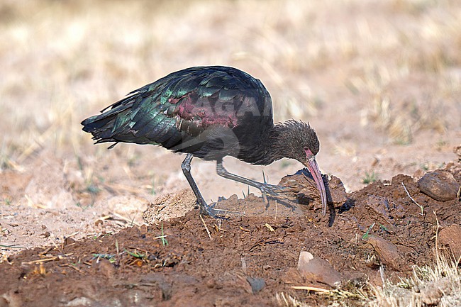 Puna Ibis (Plegadis ridgwayi) adult feeding in a ploughed field in the high Andes of northern Argentina stock-image by Agami/Andy & Gill Swash ,