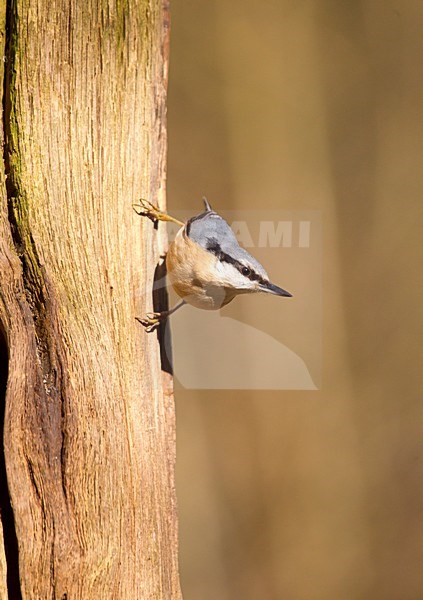 Boomklever zittend tegen een boom Nederland, Eurasian Nuthatch perched at a tree Netherlands stock-image by Agami/Roy de Haas,