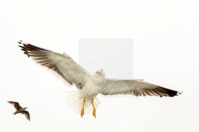 Adult Lesser Black-backed Gull (Larus fuscus) on the Wadden island Texel, Netherlands. Hanging mid air behind the ferry. stock-image by Agami/Marc Guyt,