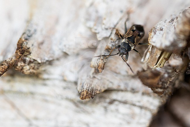 Rhyparochromus vulgaris - Gemeine Bodenwanze, Germany (Baden-Württemberg), imago stock-image by Agami/Ralph Martin,