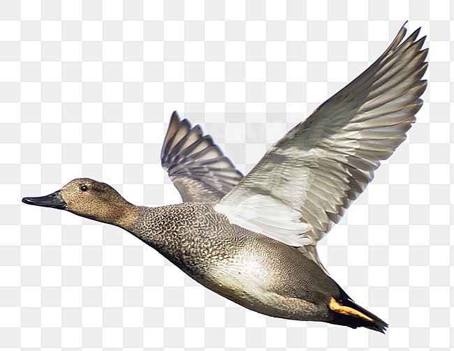 Mannetje Krakeend in vlucht; Male Gadwall (Anas strepera) in flight stock-image by Agami/Mike Danzenbaker,