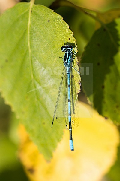 Coenagrion puella - Azure damselfly - Hufeisen-Azurjungfer, Germany (Baden-Württemberg), imago stock-image by Agami/Ralph Martin,