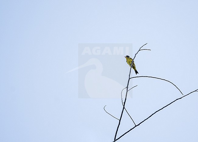 Vietnamese Greenfinch (Chloris monguilloti) in Da Lat Plateau of southern Vietnam. stock-image by Agami/Pete Morris,