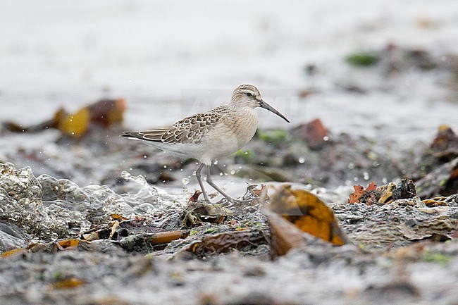 Krombekstrandloper onvolwassen, Curlew Sandpiper immature stock-image by Agami/Hugh Harrop,