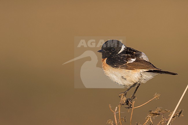 Siberian Stonechat - Pallasschwarzkehlchen - Saxicola maurus, Russia (Ural), adult male stock-image by Agami/Ralph Martin,