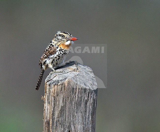 Spot-backed Puffbird (Nystalus maculatus maculatus) perched on wooden pole in Brazil. Also known as Caatinga puffbird. stock-image by Agami/Andy & Gill Swash ,