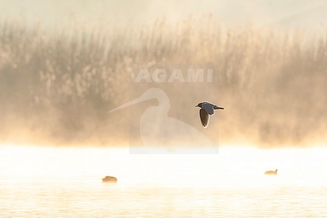 Adult Little Gull (Hydrocoloeus minutus) in flight over a lake in the Netherlands with strong backlight, giving a golden cast to the scene. stock-image by Agami/Marc Guyt,