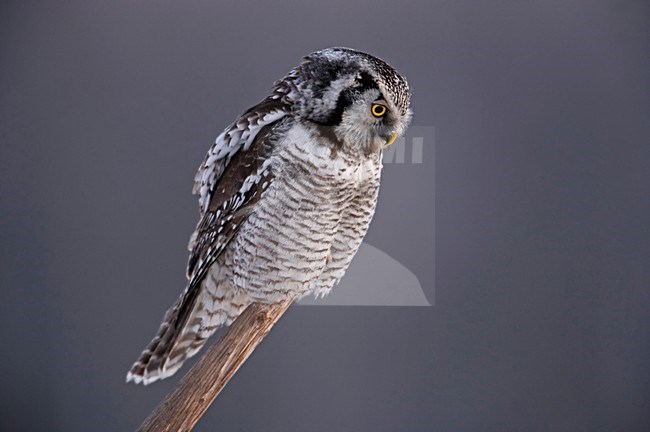 Northern Hawk Owl perched on branch; Sperweruil zittend op een tak stock-image by Agami/Markus Varesvuo,