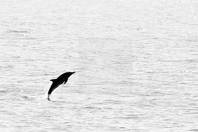 Common dolphin (Delphinus delphis) jumping against the light, with a calm sea as background, in Brittany, France. stock-image by Agami/Sylvain Reyt,