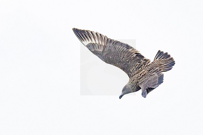  stock-image by Agami/Menno van Duijn,