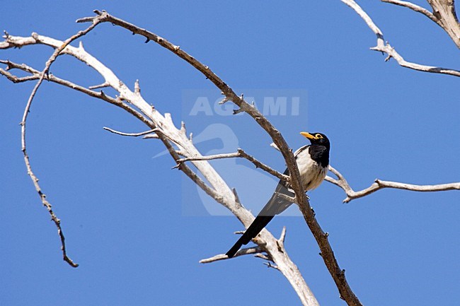 Geelsnavelekster zittend op een tak; Yellow-billed Magpie perched on a branch stock-image by Agami/Martijn Verdoes,