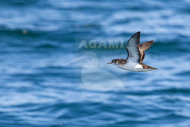  stock-image by Agami/Menno van Duijn,