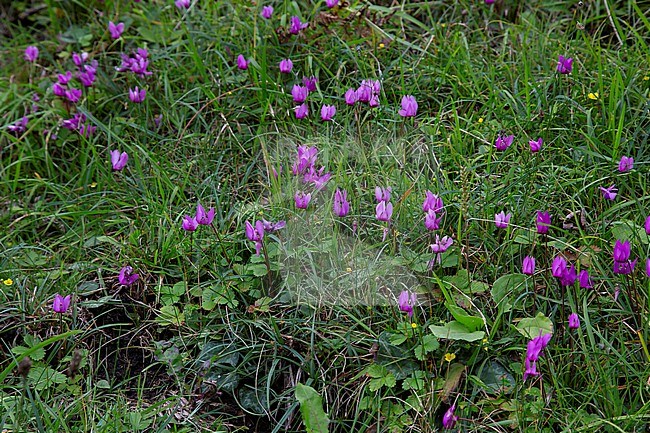 A patch of blooming purple cyclamen (Cyclamen purpurascens) in the alpine foothills stock-image by Agami/Mathias Putze,