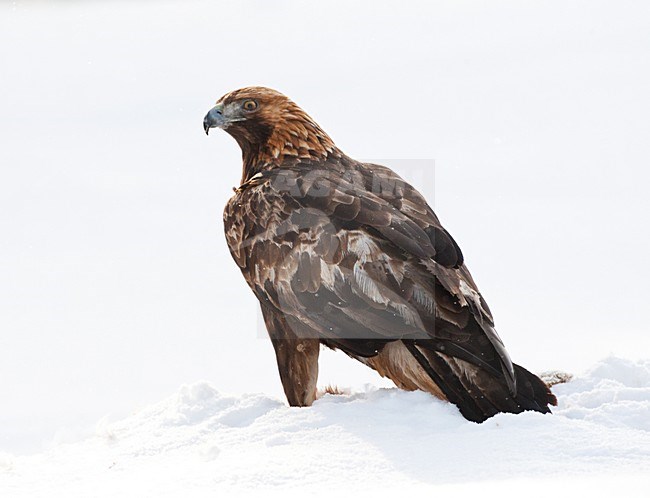 Steenarend rustend op zijn prooi; Golden Eagle resting on its prey stock-image by Agami/Marc Guyt,