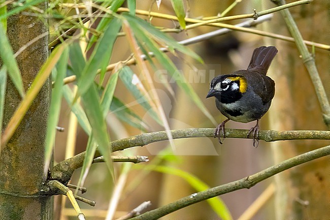 White-eared Ground-Sparrow (Melozone leucotis occipitalis) perched on a branch in a rainforest in Guatemala. Subspecies is also known as Grey-crowned Ground-sparrow. stock-image by Agami/Dubi Shapiro,