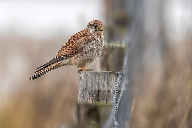 Juvenile male Common Kestrel (Falco tinnunculus tinnunculus) sitting on a post in Het Zwin, Retranchement, Zeeland, the Netherlands. stock-image by Agami/Vincent Legrand,