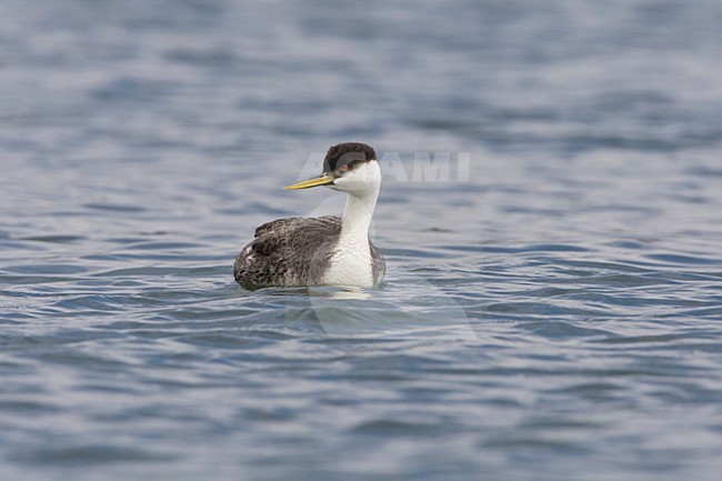Zwanenhalsfuut drijvend in Morro Bay Californie USA, Western Grebe floating at Morro Bay California USA stock-image by Agami/Wil Leurs,