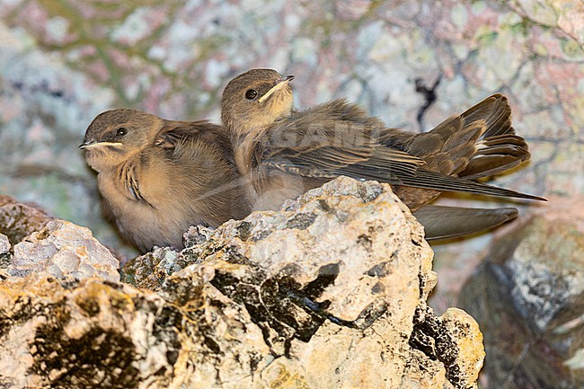 Crag Martin (Ptyonoprogne rupestris), juveniles perched on a rock, Campania, Italy stock-image by Agami/Saverio Gatto,