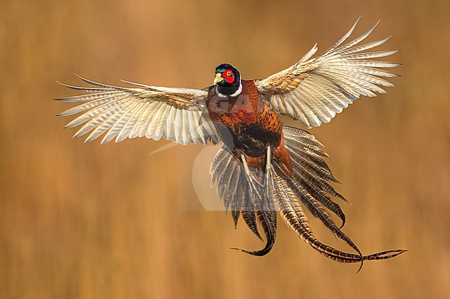 Male Common Pheasant (Phasianus colchicus) in Italy. stock-image by Agami/Daniele Occhiato,