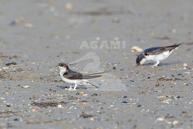 A group of Common House Martins are foraging for mud to build their nest on the mud fields of the Wadden Sea at Texel. stock-image by Agami/Jacob Garvelink,