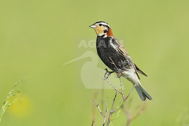 Adult male Chestnut-collared Longspur, Calcarius ornatus
Kidder Co., ND stock-image by Agami/Brian E Small,