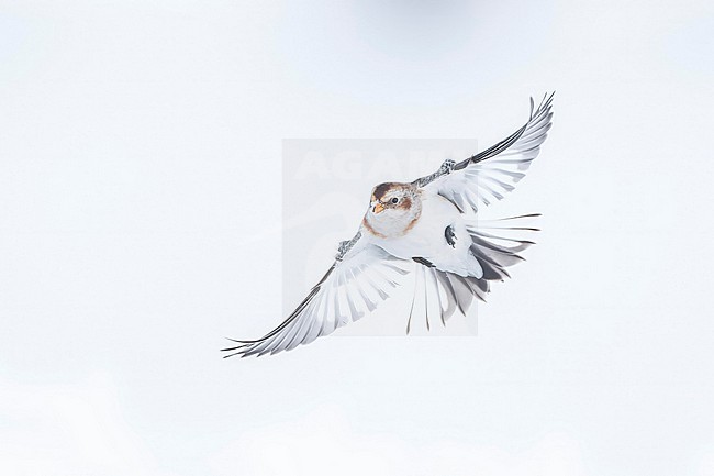 Snow Bunting (Plectrophenax nivalis) flying against white background in its wintering habitat in Canada. stock-image by Agami/Marcel Burkhardt,