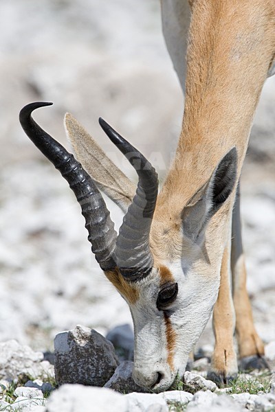 Springbok closeup van grazend mannetje Etosha NP Namibie, Springbok close-up of grazing male Etosha NP Namibia stock-image by Agami/Wil Leurs,