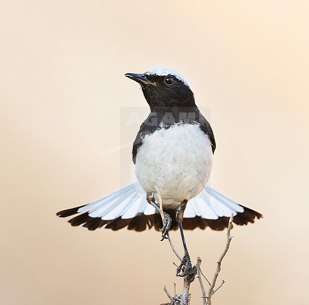 Adult male Finsch's Wheatear in Tajikistan with spread tail, frontal view. stock-image by Agami/Ralph Martin,