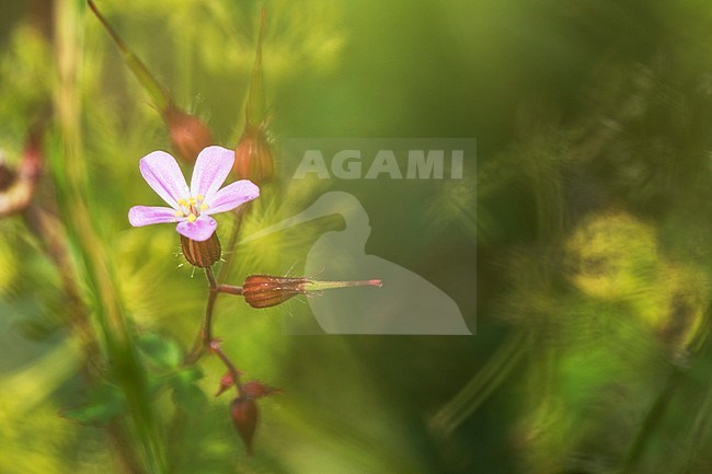 Herb Robert flowers and seed box stock-image by Agami/Wil Leurs,