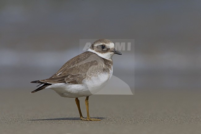 Common Ringed Plover, Bontbekplevier stock-image by Agami/Daniele Occhiato,