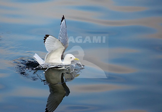 Zwemmende Drieteenmeeuw; Swimming Black-legged Kittiwake stock-image by Agami/Markus Varesvuo,