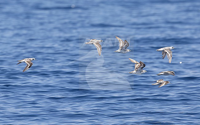 Red-necked Phalaropes (Phalaropus lobatus) in flight above the ocean in bright sunlight. stock-image by Agami/Lennart Verheuvel,