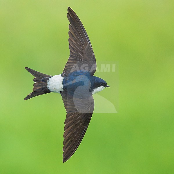 Western House Martin (Delichon urbicum) in flight, showing upperside. stock-image by Agami/Lennart Verheuvel,