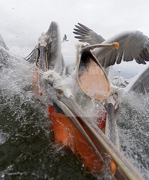 Dalmatian Pelican (Pelecanus crispus) at lake Kerkini, Greece. stock-image by Agami/Marc Guyt,