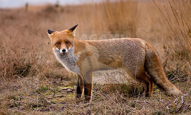Vos in gras; Red fox in gras stock-image by Agami/Wim Wilmers,