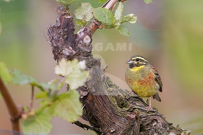 Adult male Cirl Bunting (Emberiza cirlus) in a vineyard in Germany. stock-image by Agami/Ralph Martin,