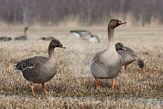 Taigarietgans, Taiga Bean Goose stock-image by Agami/Jari Peltomäki,
