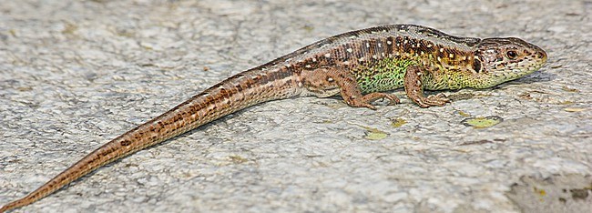 Sand lizard (Lacerta agilis), garzoni subspecies, on a rock, with a grey background, in French Pyrenees. stock-image by Agami/Sylvain Reyt,