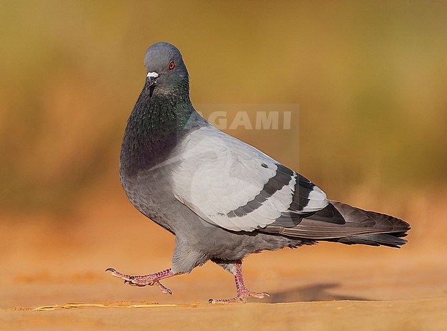 Wild Rock Pigeon (Columba livia) at drinking pool near Belchite in central Spain. Walking on the ground. stock-image by Agami/Marc Guyt,