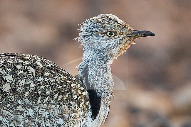 Houbara Bustard (Chlamydotis undulata fuertaventurae) on the Canary Island of Fuerteventura. This subspecies is highly restricted and endangered, with less then 500 birds left in the wild. stock-image by Agami/Daniele Occhiato,