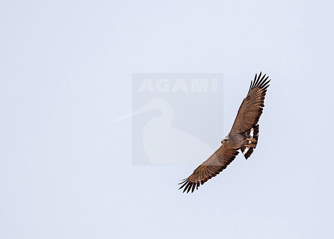 Chaco Eagle, Buteogallus coronatus, in Paraguay. stock-image by Agami/Pete Morris,