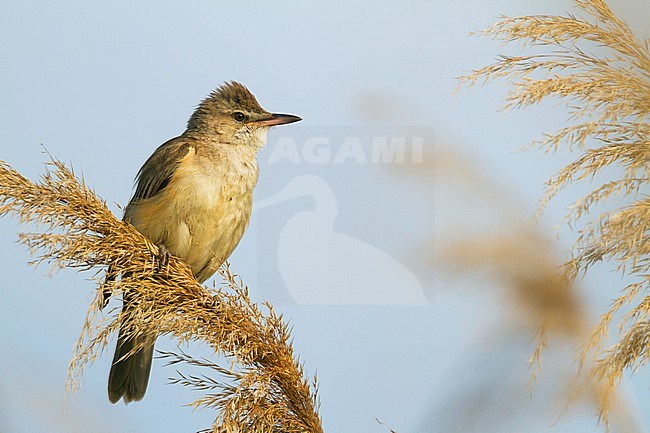 Great Reed-Warbler - Drosselrohrsänger - Acrocephalus arundinaceus ssp. arundinaceus, Hungary stock-image by Agami/Ralph Martin,